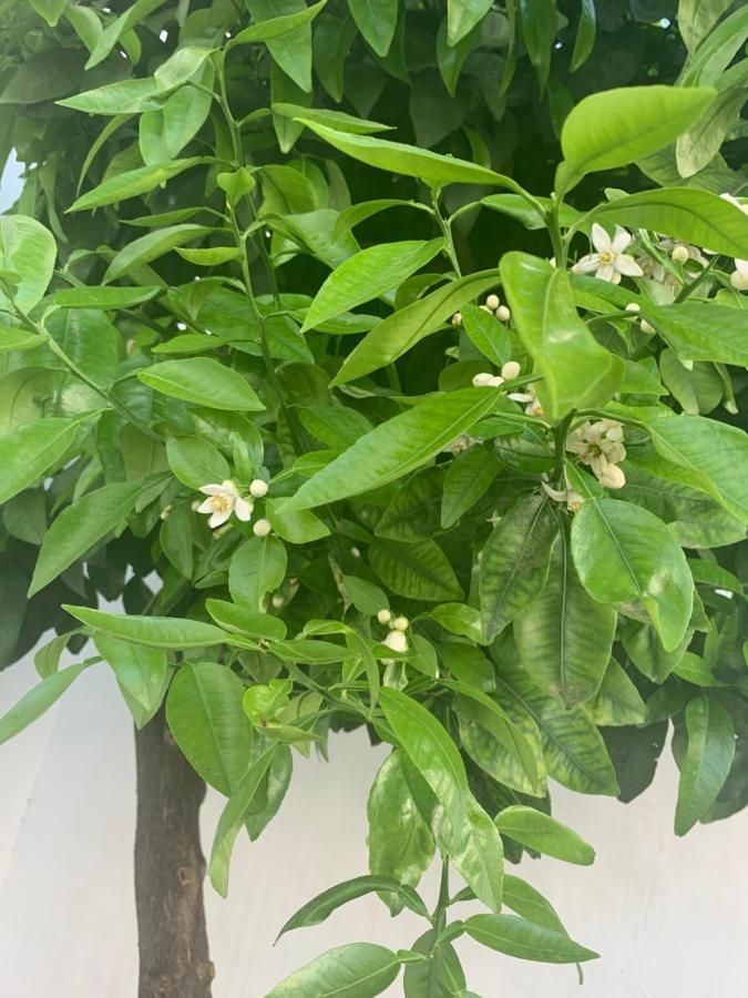 لا لاغونا Villa Violeta المظهر الخارجي الصورة